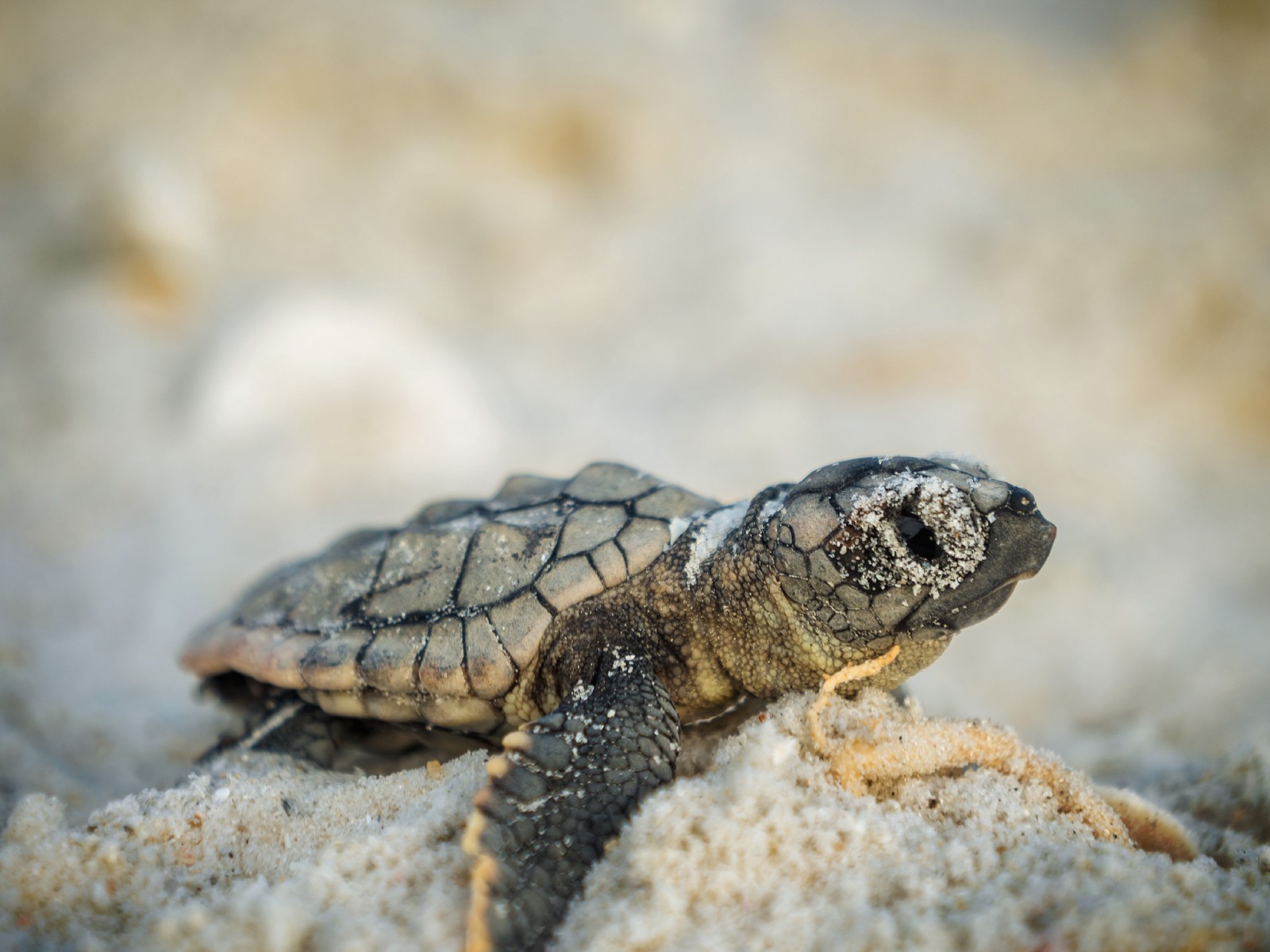 May 1 Official Start Of Sea Turtle Nesting Season - Bartos Group